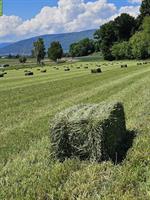 Pferdfutter kaufen: Hochwertige Haylage in Kleinballen