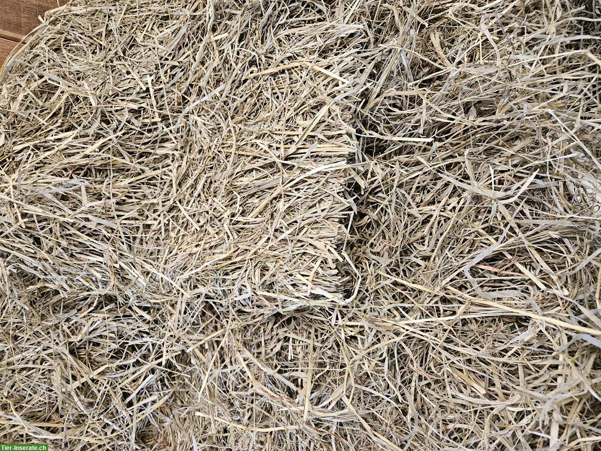 Bild 2: Pferdfutter kaufen: Hochwertige Haylage in Kleinballen