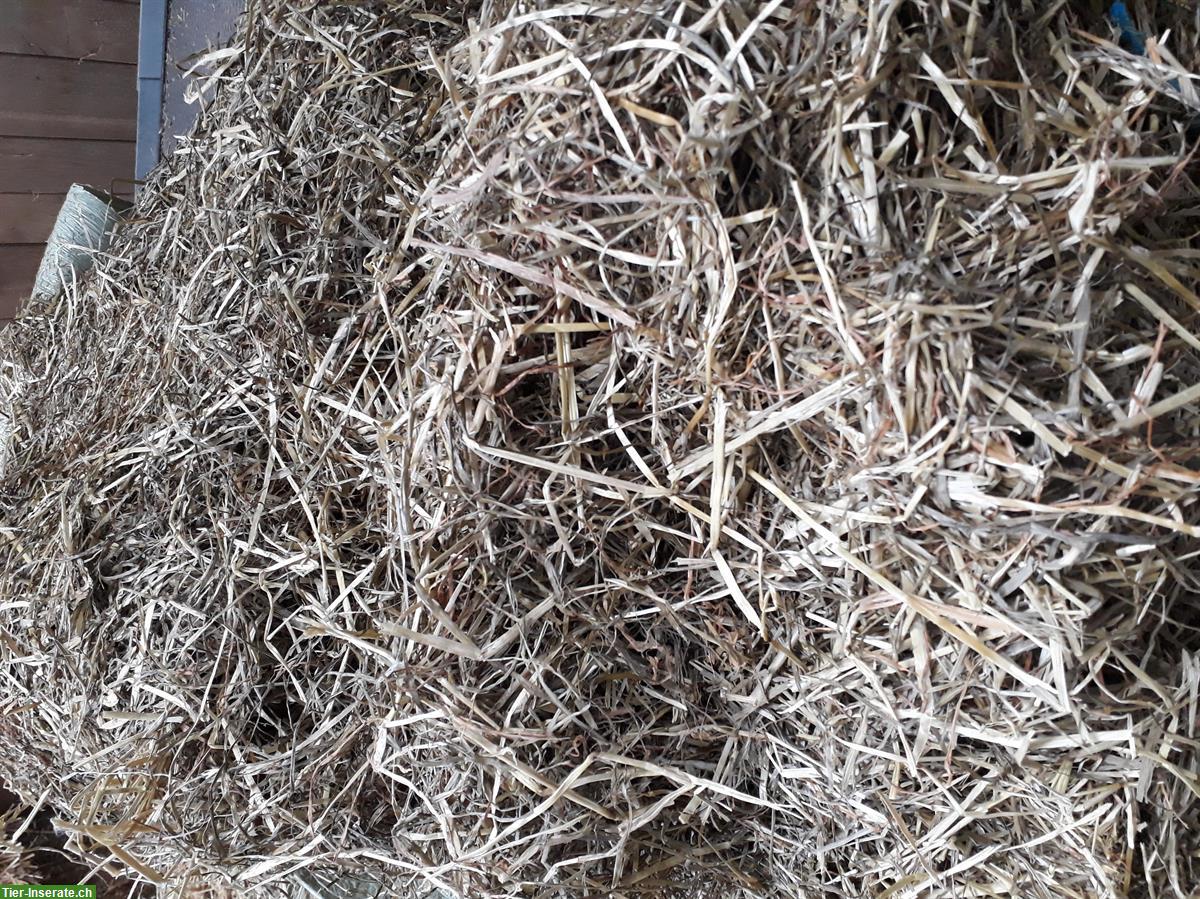 Bild 4: Pferdfutter kaufen: Hochwertige Haylage in Kleinballen