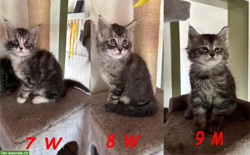 Reinrassige Maine Coon Kitten ohne Stammbaum