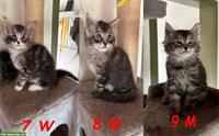 Reinrassige Maine Coon Kitten ohne Stammbaum
