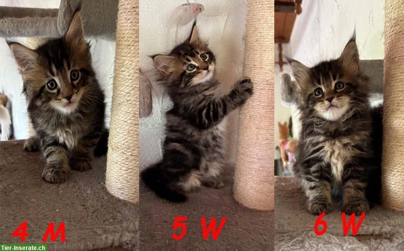 Bild 2: Reinrassige Maine Coon Kitten ohne Stammbaum