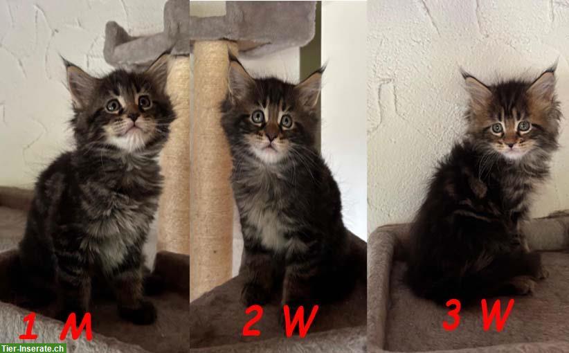 Bild 3: Reinrassige Maine Coon Kitten ohne Stammbaum