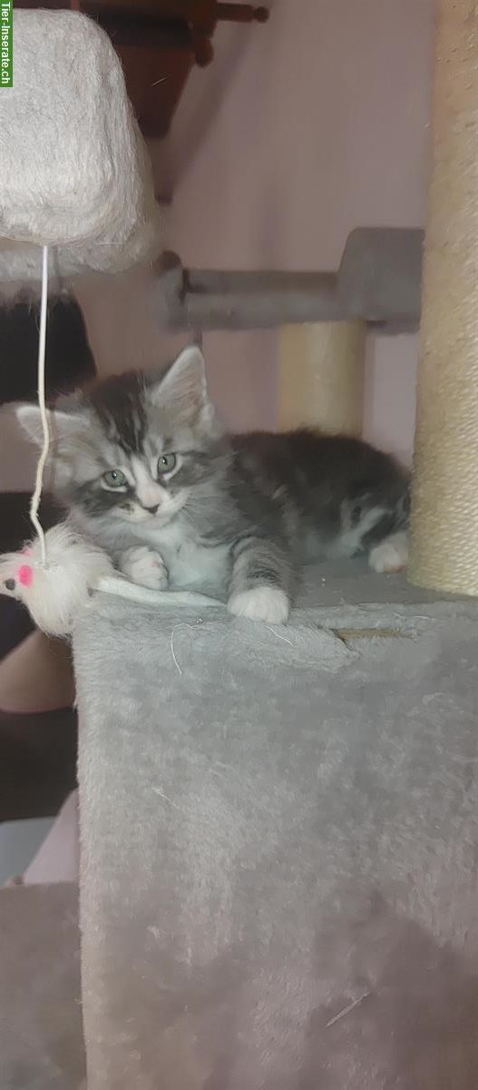 Bild 4: Reinrassige Maine Coon Kitten ohne Stammbaum