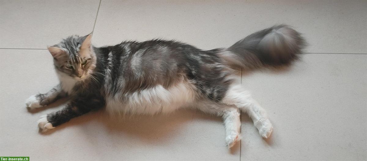 Bild 5: Reinrassige Maine Coon Kitten ohne Stammbaum