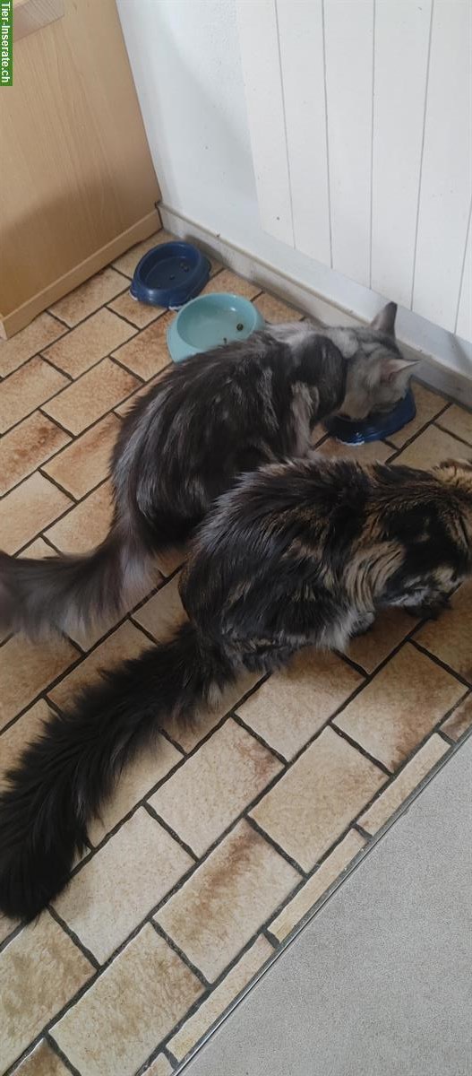 Bild 6: Reinrassige Maine Coon Kitten ohne Stammbaum