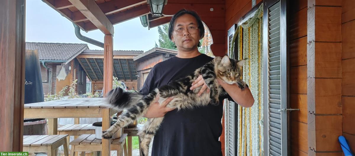Bild 7: Reinrassige Maine Coon Kitten ohne Stammbaum