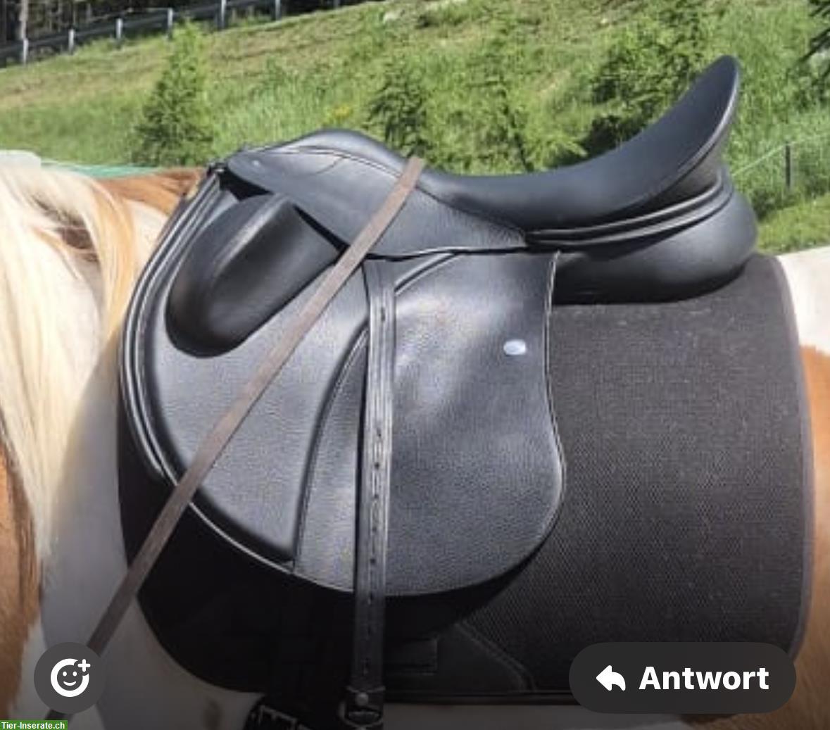 Bild 2: WOW Duskin Sattel zu verkaufen
