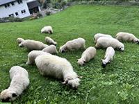 Junge Walliser Schwarznasenschaf-Kastraten zu verkaufen