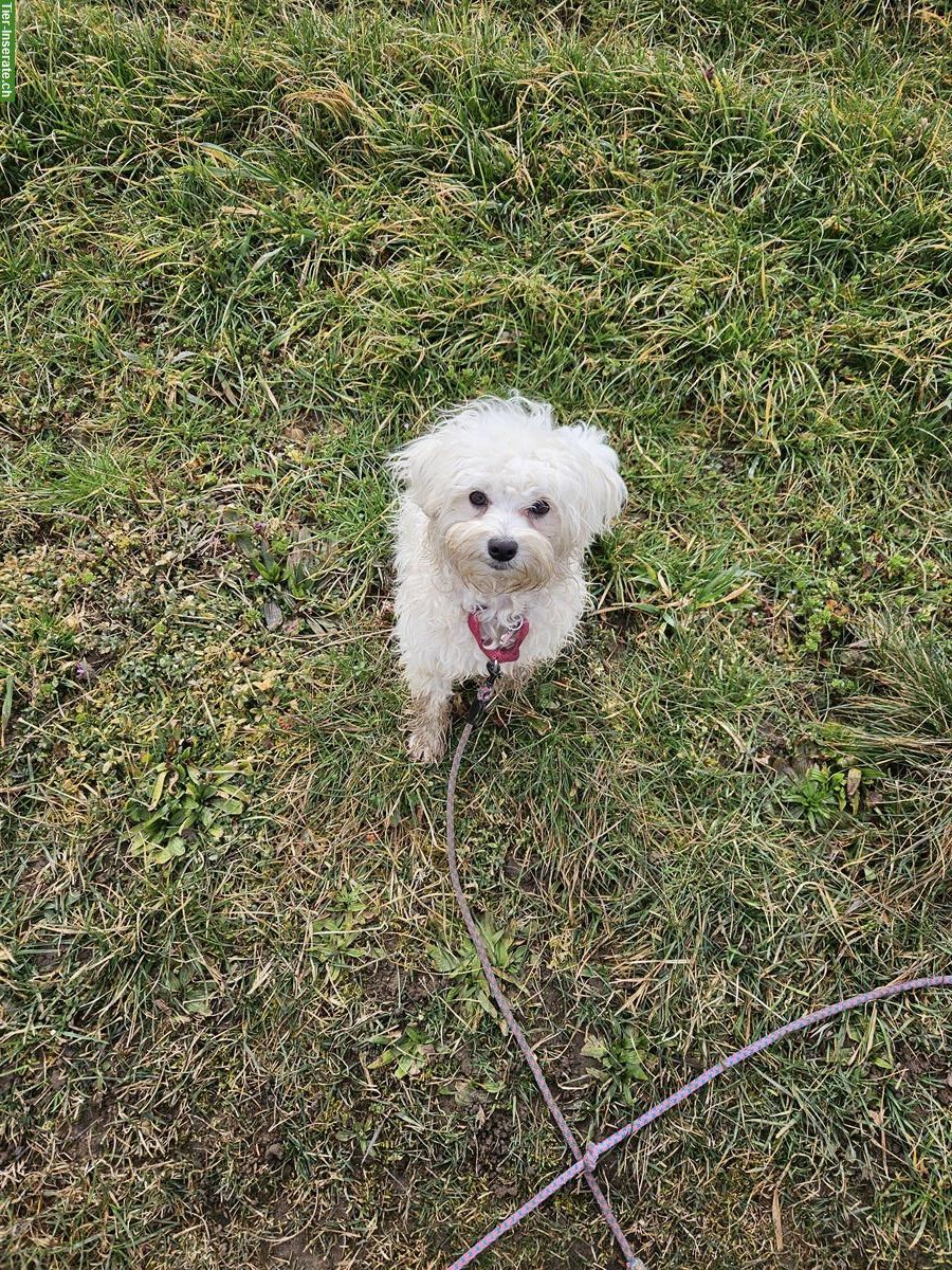 Knapp 1-jährige Maltipoo Hündin sucht ein Zuhause