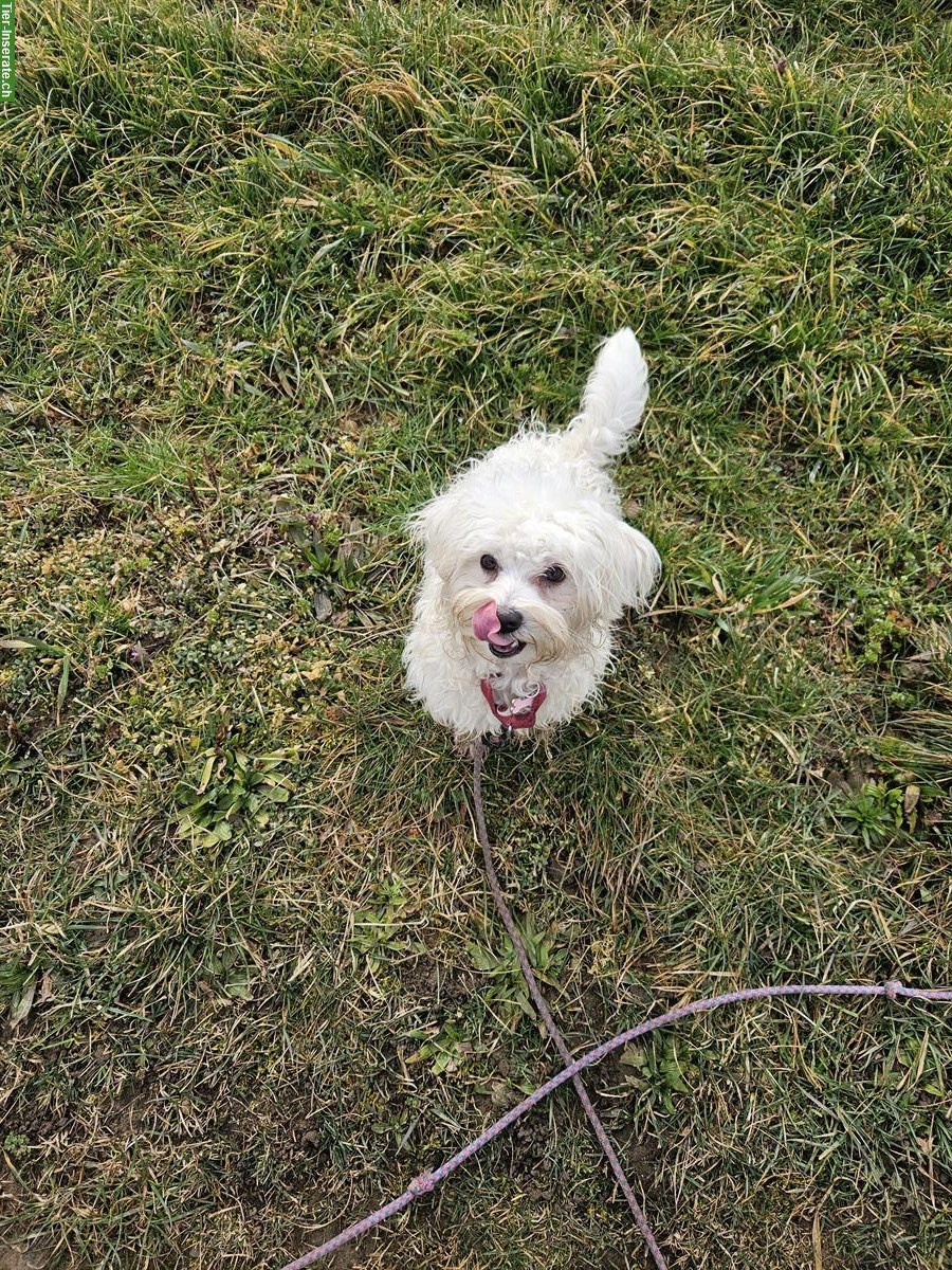 Bild 2: Knapp 1-jährige Maltipoo Hündin sucht ein Zuhause