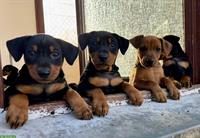 Deutsche Pinscher Welpen aus ausgezeichneter Zucht
