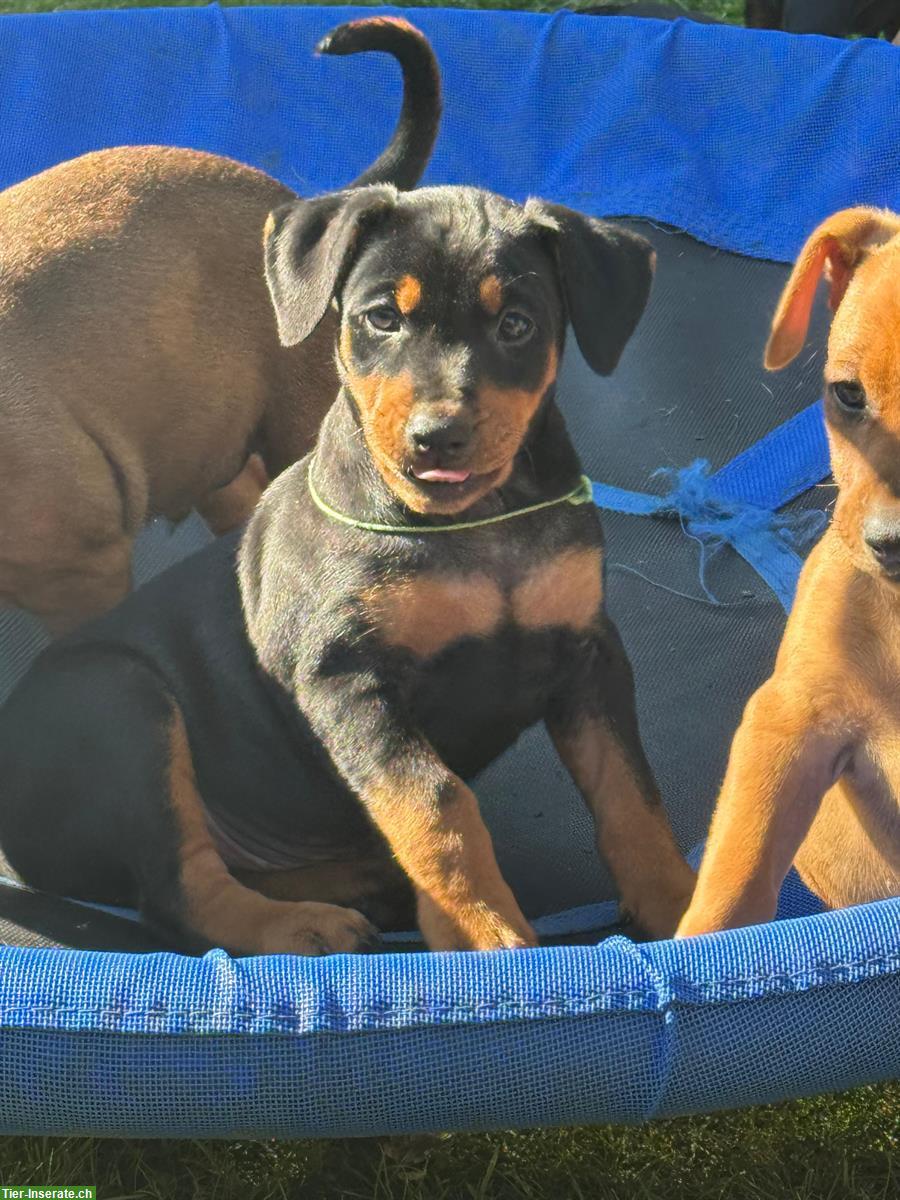 Bild 2: Deutsche Pinscher Welpen aus ausgezeichneter Zucht