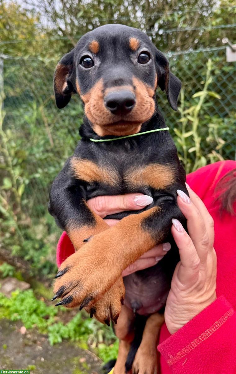 Bild 3: Deutsche Pinscher Welpen aus ausgezeichneter Zucht
