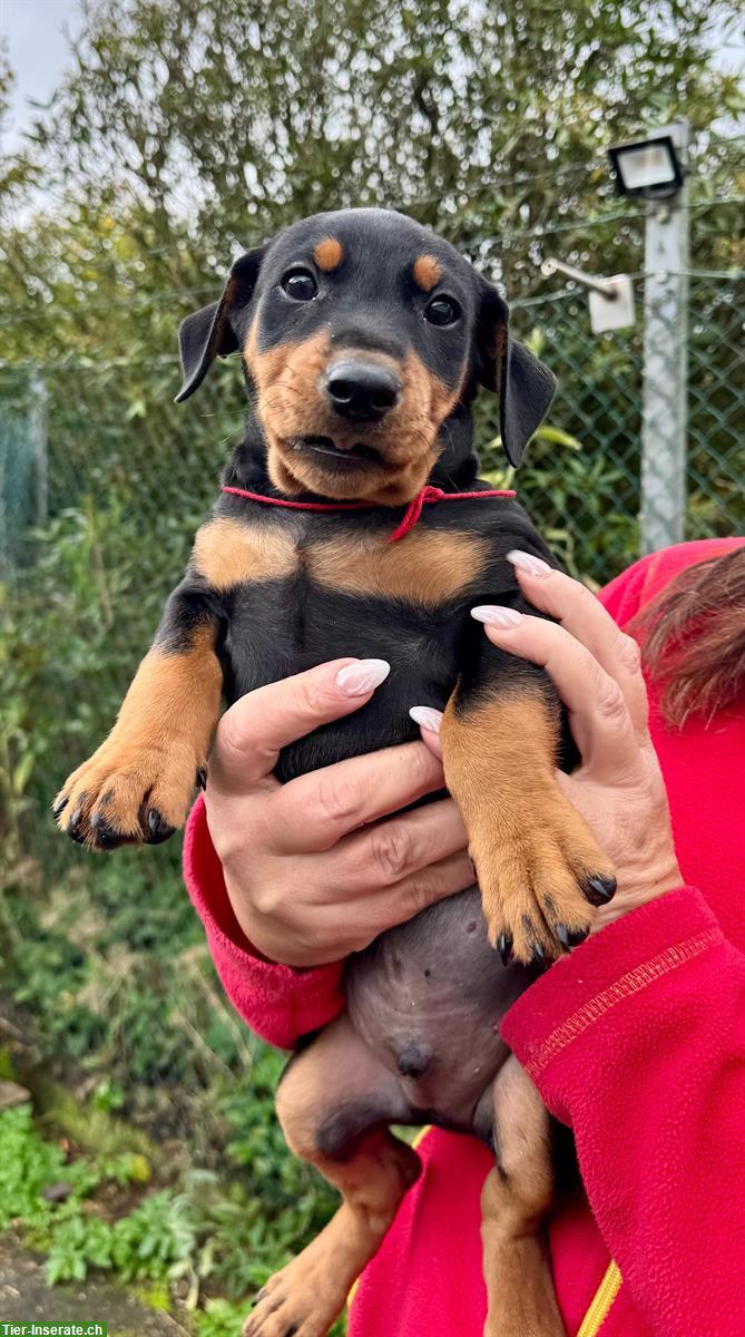 Bild 4: Deutsche Pinscher Welpen aus ausgezeichneter Zucht