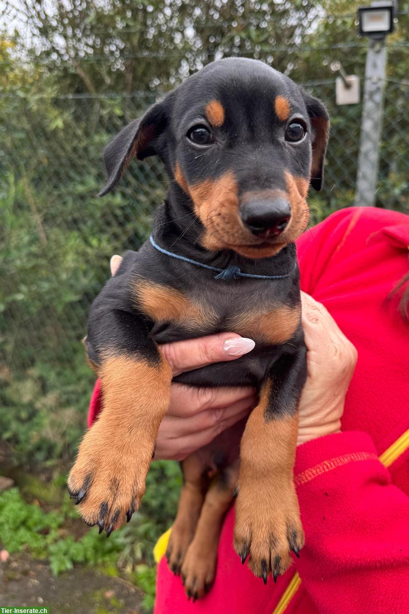Bild 5: Deutsche Pinscher Welpen aus ausgezeichneter Zucht