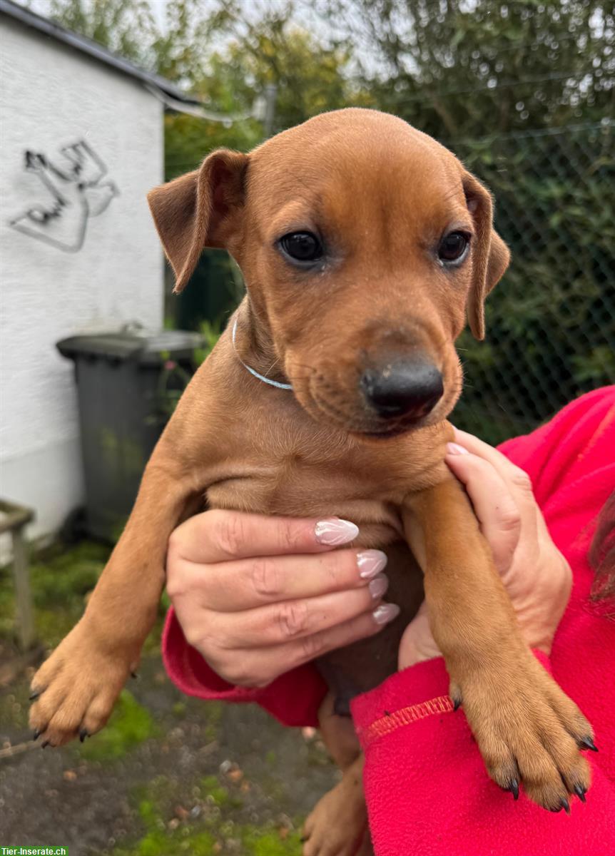 Bild 6: Deutsche Pinscher Welpen aus ausgezeichneter Zucht