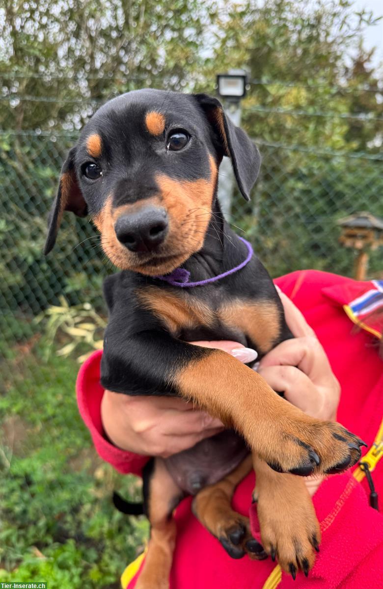 Bild 7: Deutsche Pinscher Welpen aus ausgezeichneter Zucht