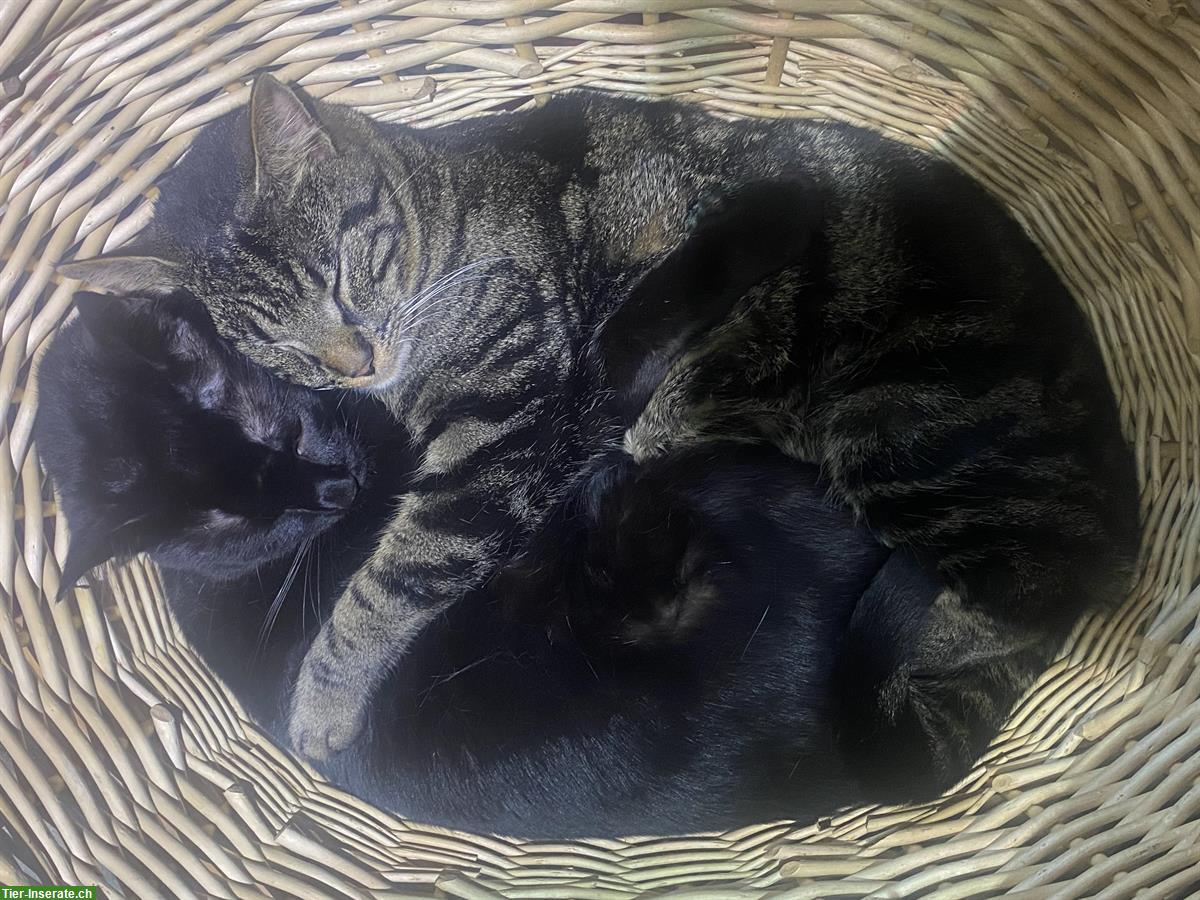 Anhängliche Katzenbrüder (4-jährig) suchen liebevolles Zuhause