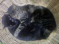 Anhängliche Katzenbrüder (4-jährig) suchen liebevolles Zuhause