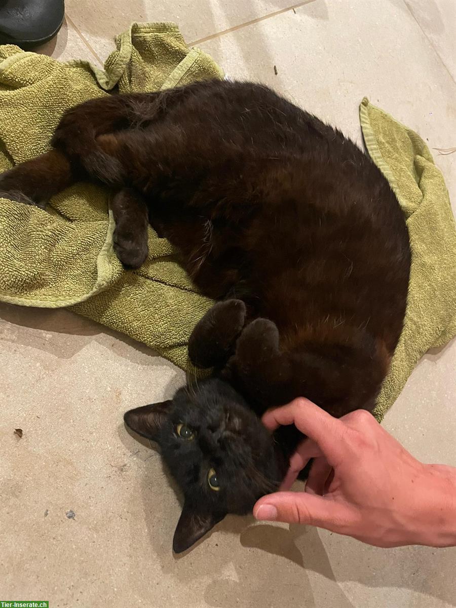 Bild 10: Anhängliche Katzenbrüder (4-jährig) suchen liebevolles Zuhause