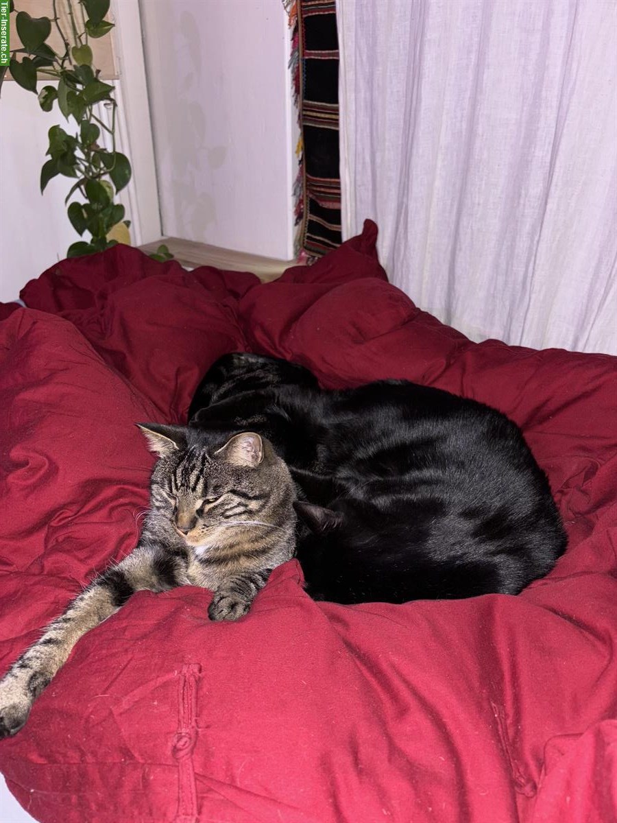 Bild 2: Anhängliche Katzenbrüder (4-jährig) suchen liebevolles Zuhause