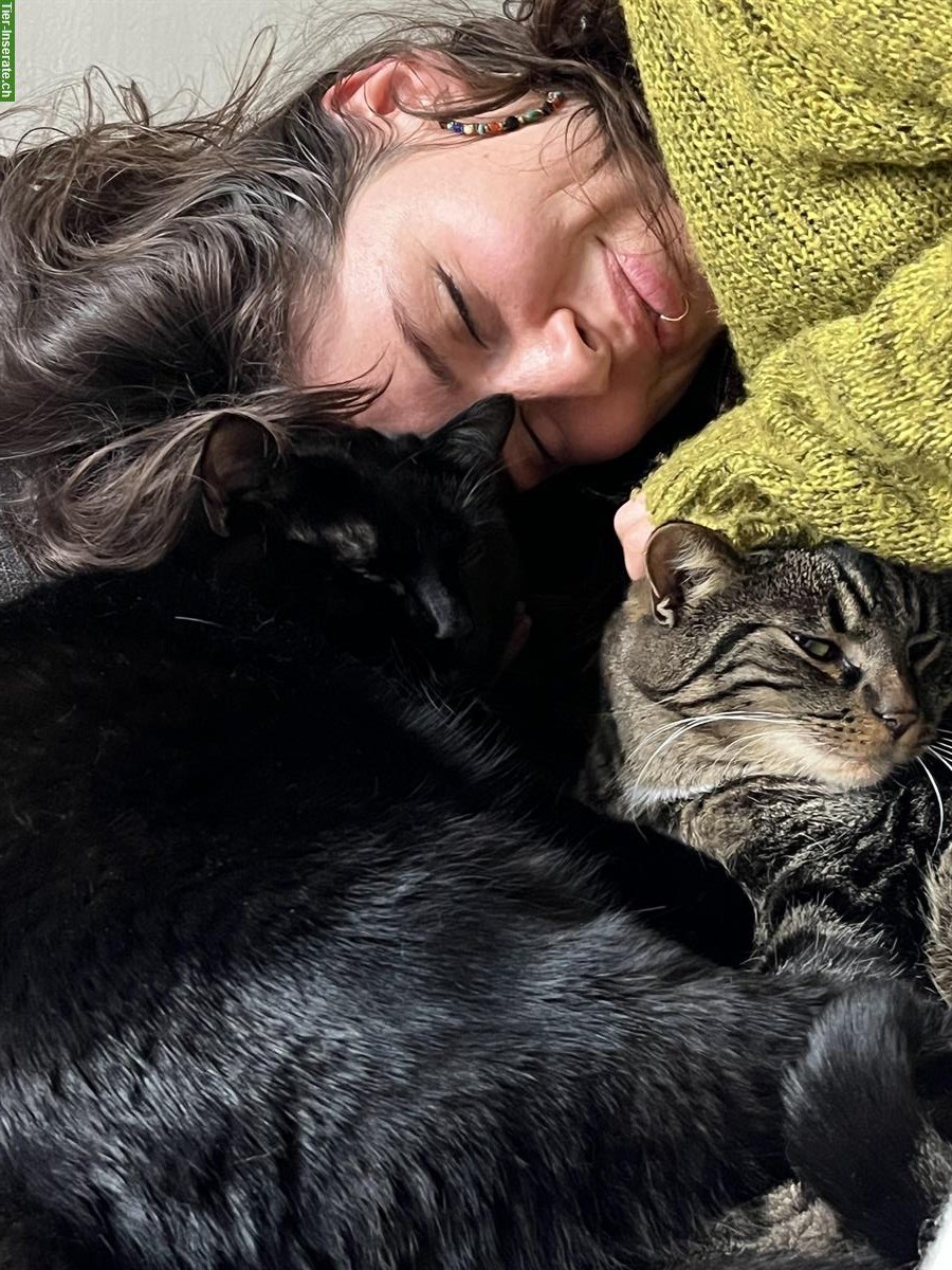 Bild 4: Anhängliche Katzenbrüder (4-jährig) suchen liebevolles Zuhause