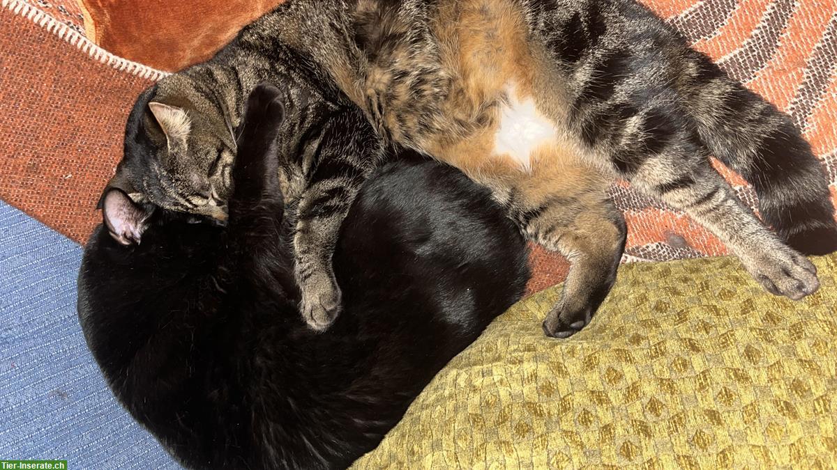 Bild 5: Anhängliche Katzenbrüder (4-jährig) suchen liebevolles Zuhause