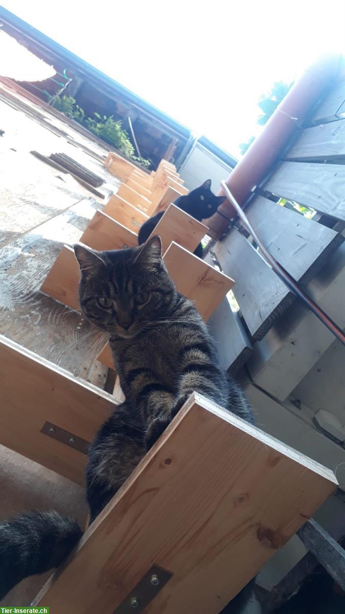 Bild 6: Anhängliche Katzenbrüder (4-jährig) suchen liebevolles Zuhause