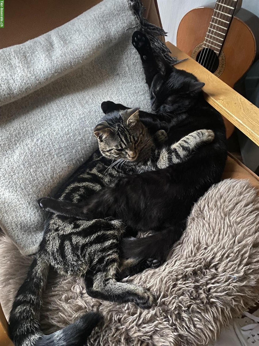 Bild 8: Anhängliche Katzenbrüder (4-jährig) suchen liebevolles Zuhause