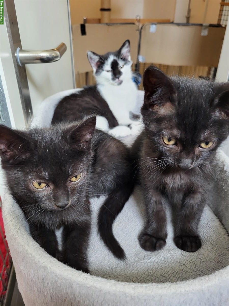 Kätzchen Leni, Lennox & Luzi suchen ein Zuhause