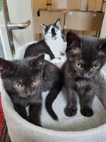 Kätzchen Leni, Lennox & Luzi suchen ein Zuhause