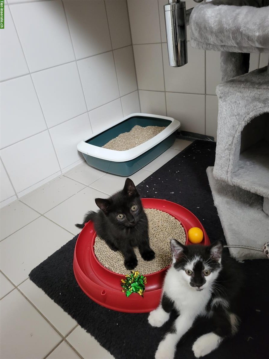 Bild 2: Kätzchen Leni, Lennox & Luzi suchen ein Zuhause