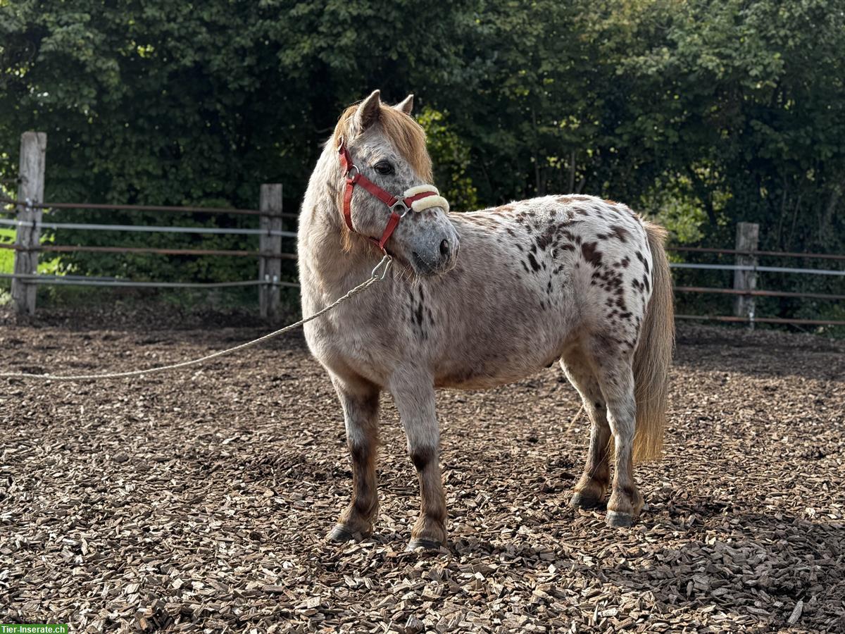 Bild 2: Shetlandpony Wallach, 10 Jahre, Tigerschecke
