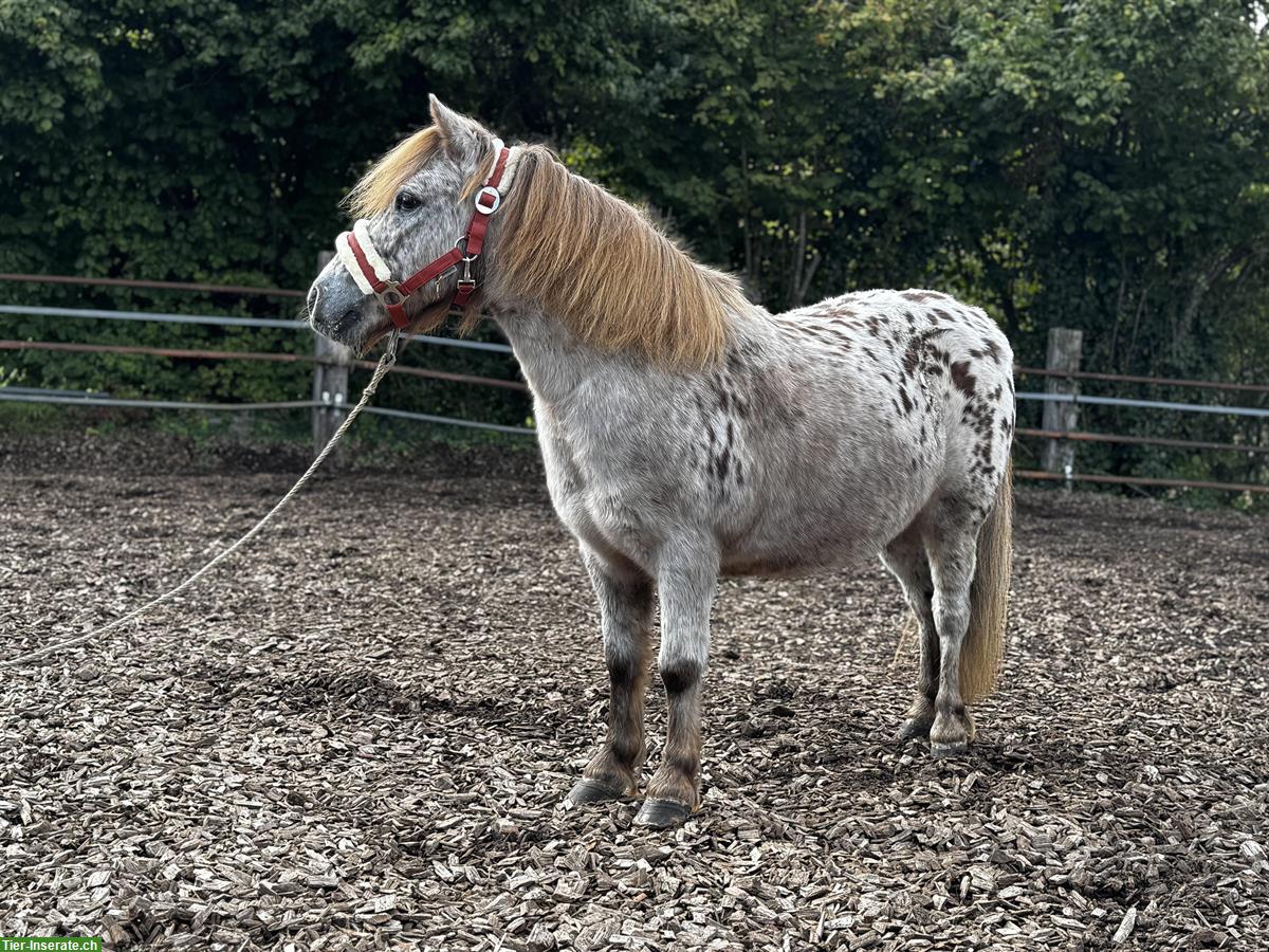 Bild 3: Shetlandpony Wallach, 10 Jahre, Tigerschecke