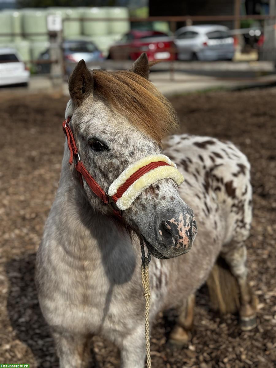 Bild 5: Shetlandpony Wallach, 10 Jahre, Tigerschecke