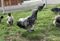 Seidenhuhn Hennen silberwildfarbig zu verkaufen