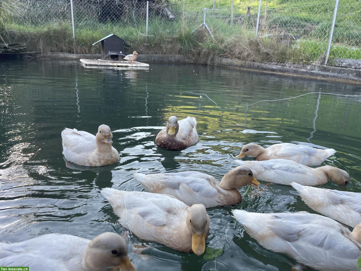 Bild 2: Zwergenten zu verkaufen, weiblich und männlich