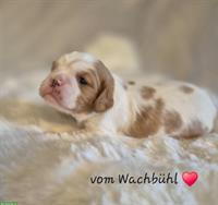 Cavalier King Charles Spaniel Welpen aus seriöser Zucht