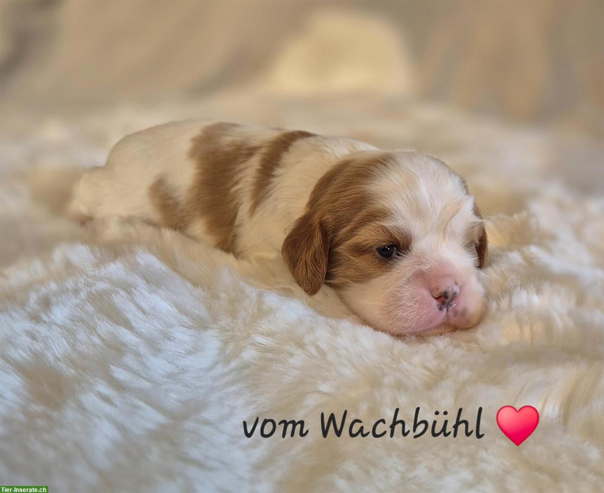 Bild 2: Cavalier King Charles Spaniel Welpen aus seriöser Zucht