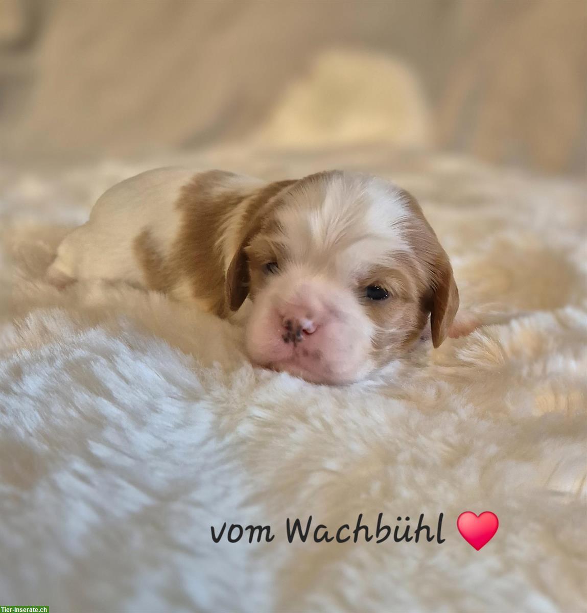 Bild 3: Cavalier King Charles Spaniel Welpen aus seriöser Zucht