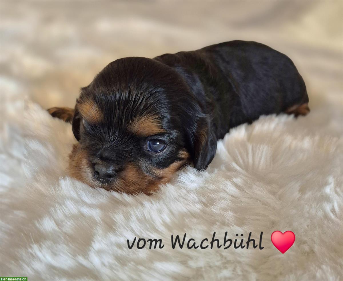 Bild 4: Cavalier King Charles Spaniel Welpen aus seriöser Zucht