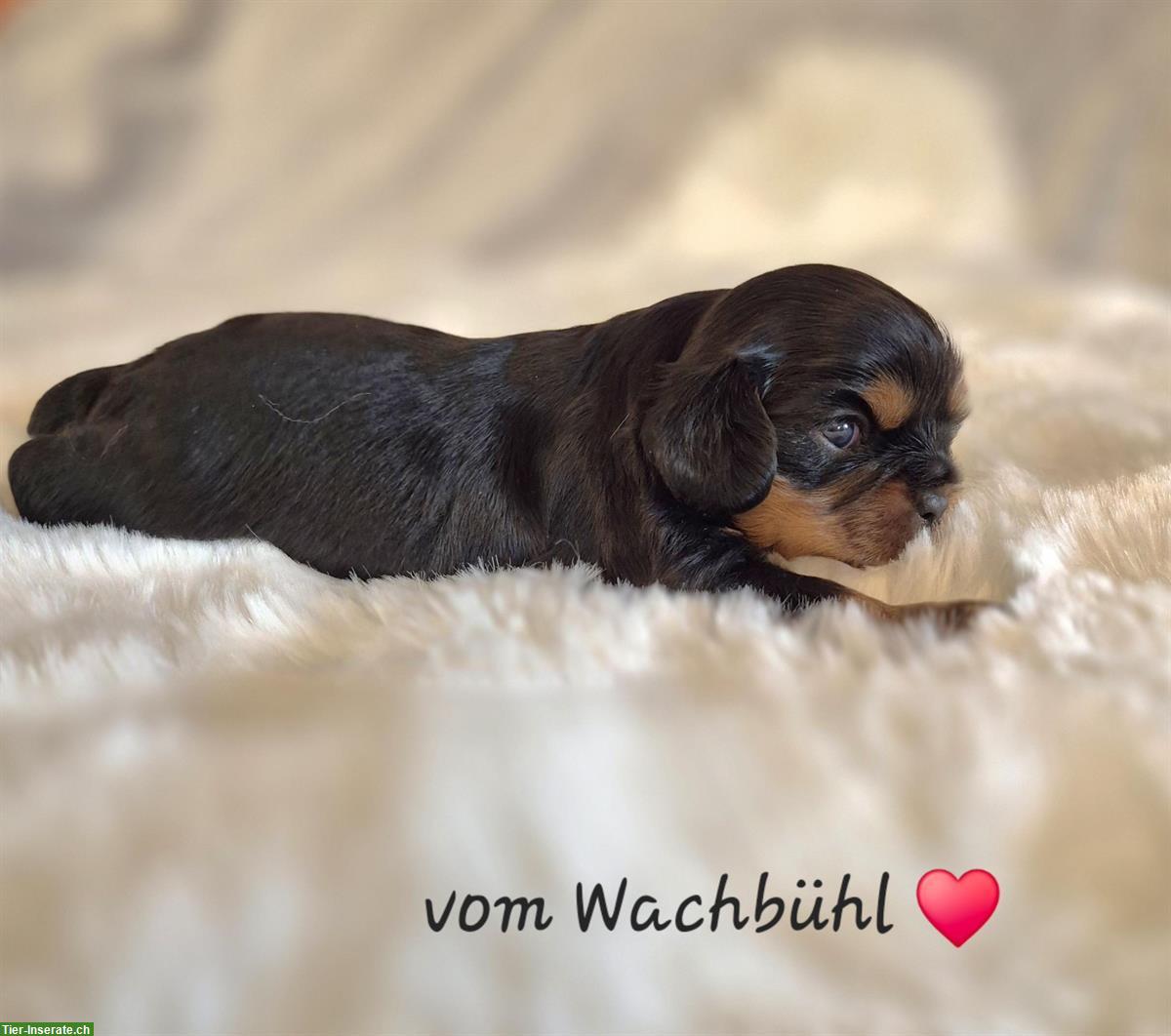 Bild 5: Cavalier King Charles Spaniel Welpen aus seriöser Zucht