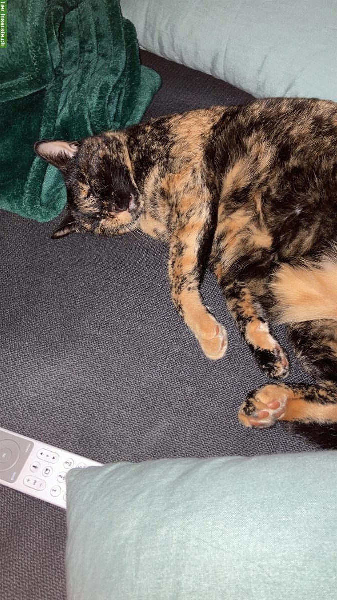 🐾 Wundervolle Katze, 5-jährig sucht ein neues Zuhause