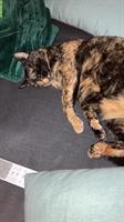 🐾 Wundervolle Katze, 5-jährig sucht ein neues Zuhause