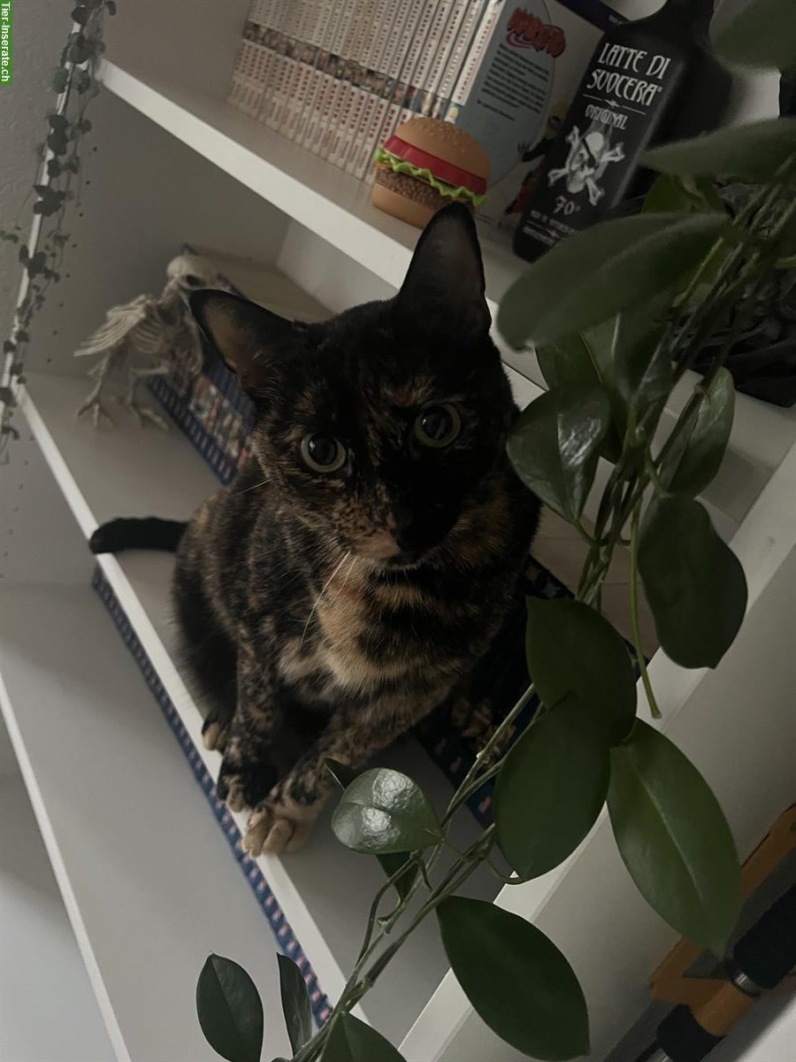 Bild 2: 🐾 Wundervolle Katze, 5-jährig sucht ein neues Zuhause