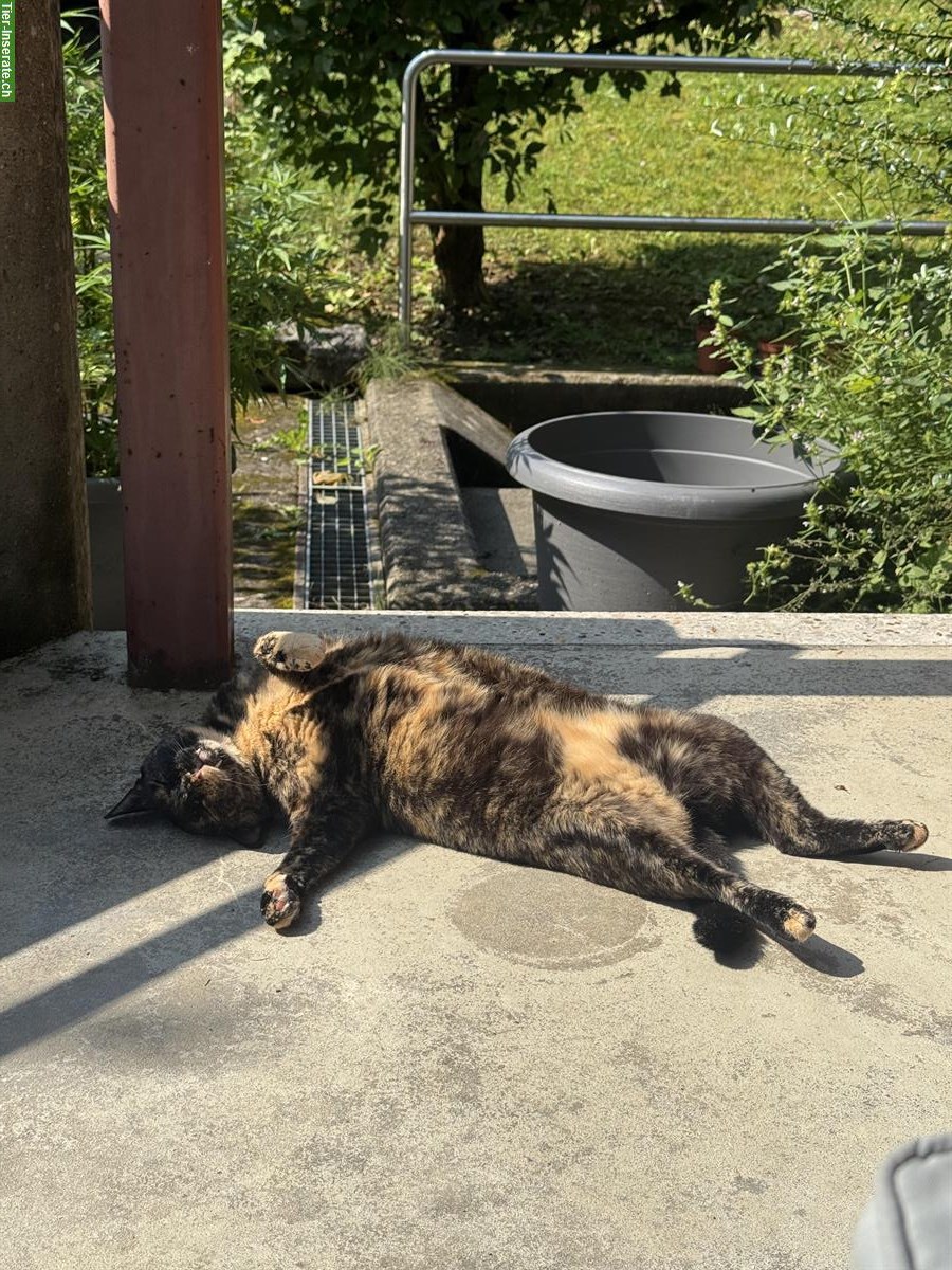 Bild 3: 🐾 Wundervolle Katze, 5-jährig sucht ein neues Zuhause