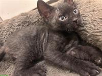 Don Sphynx Kitten mit Smaragd Augenfarbe