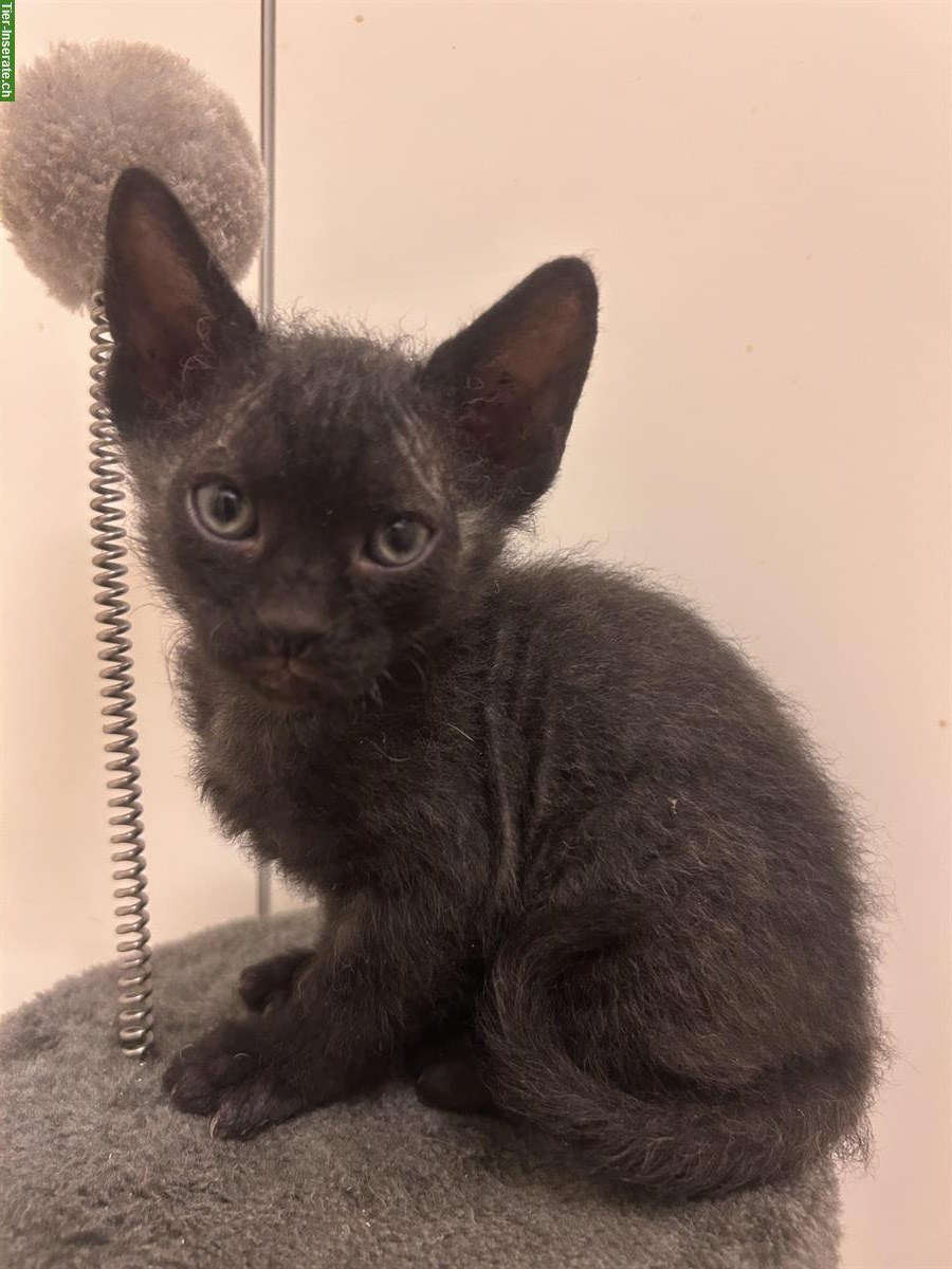 Bild 2: Don Sphynx Kitten mit Smaragd Augenfarbe