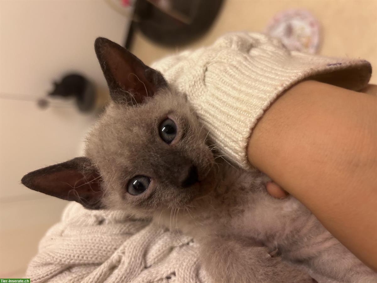 Bild 3: Don Sphynx Kitten mit Smaragd Augenfarbe